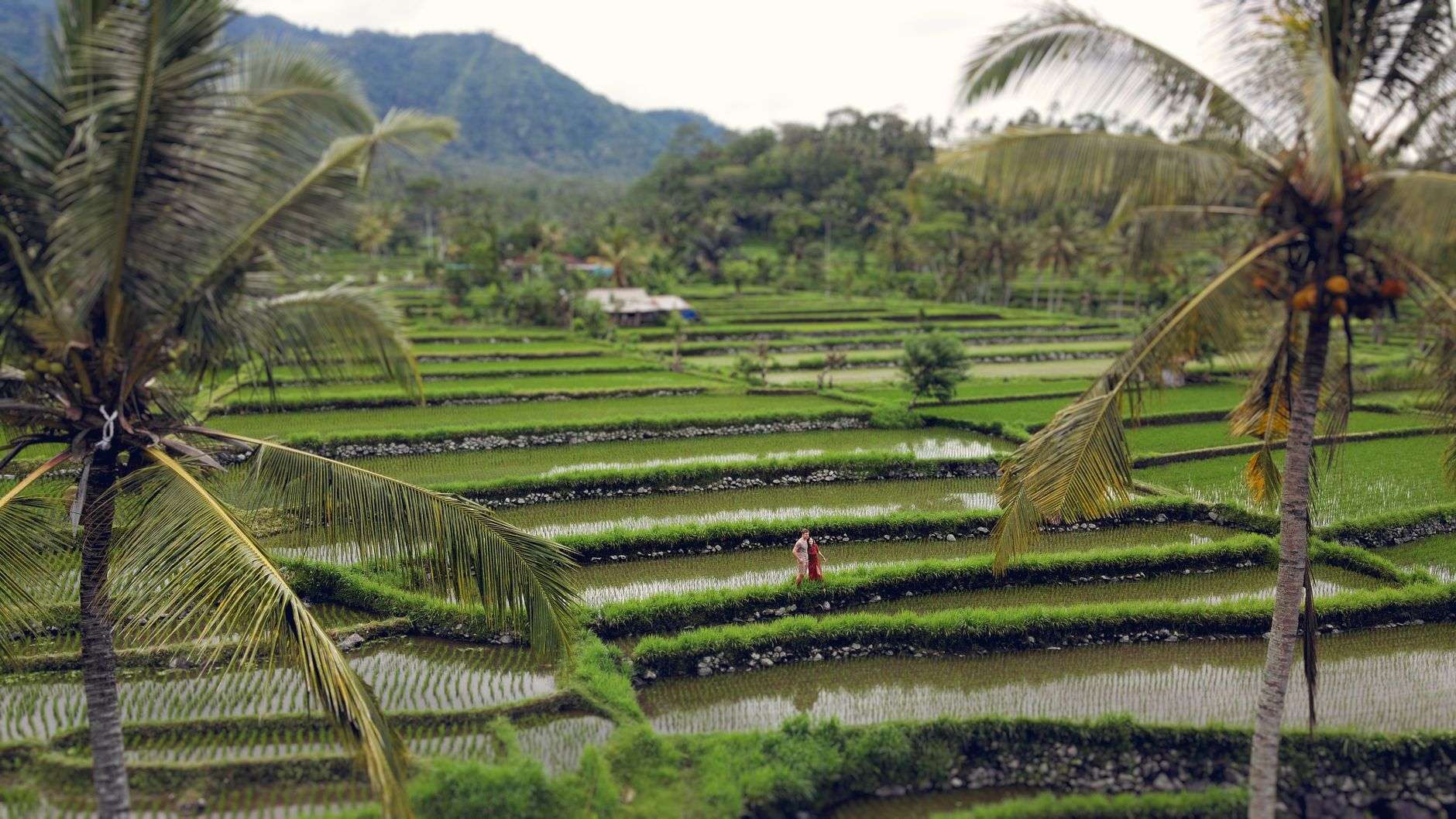 tropical plantation near green hills in daylight